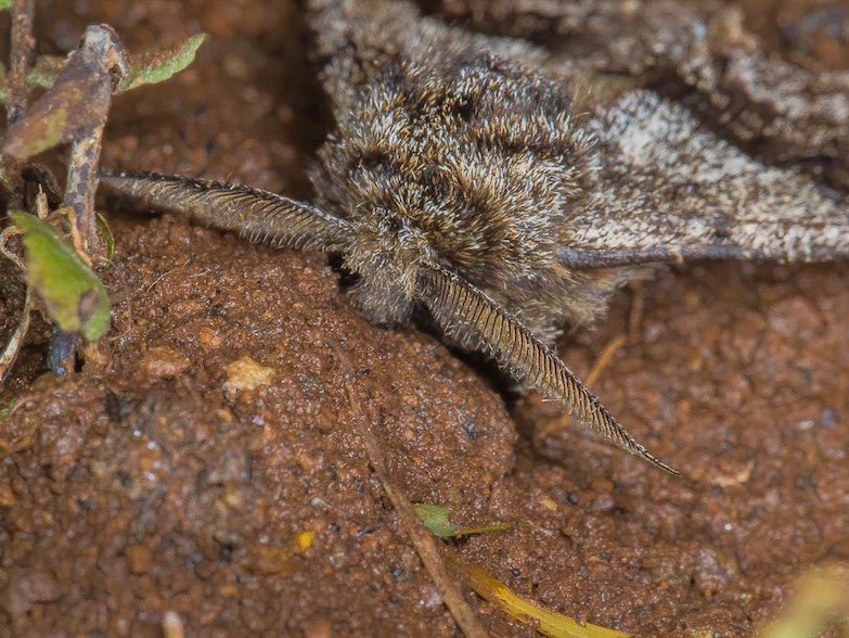 Geometridae - Lycia hirtaria