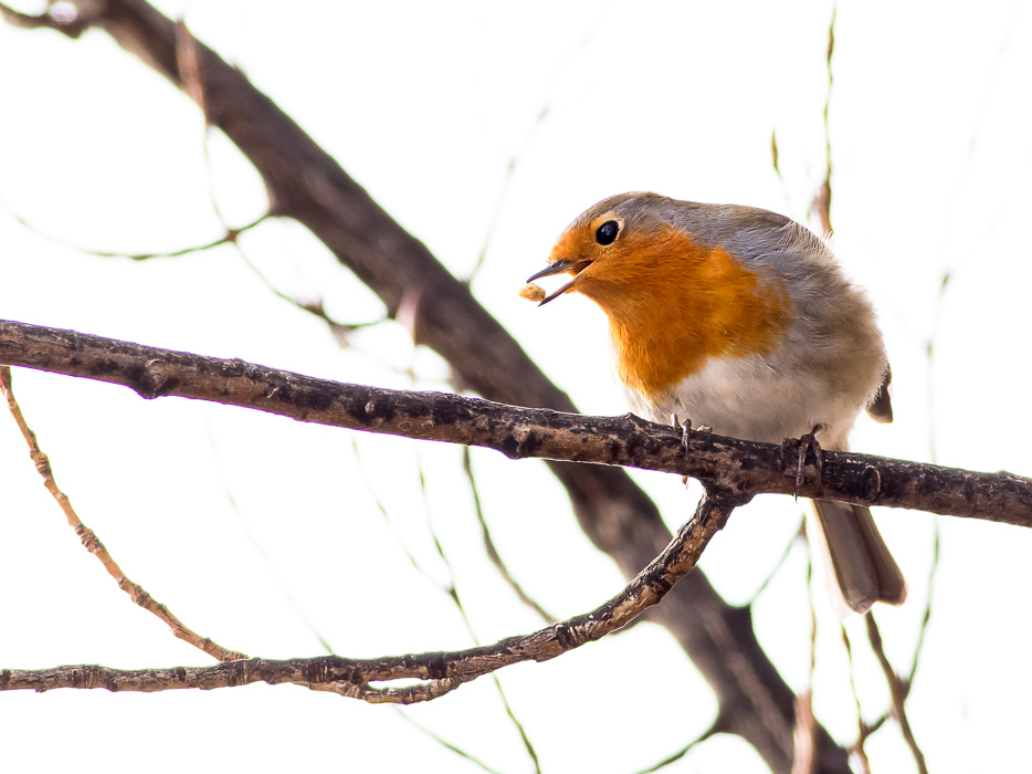 Ritratto del Pettirosso (Erithacus rubecula)
