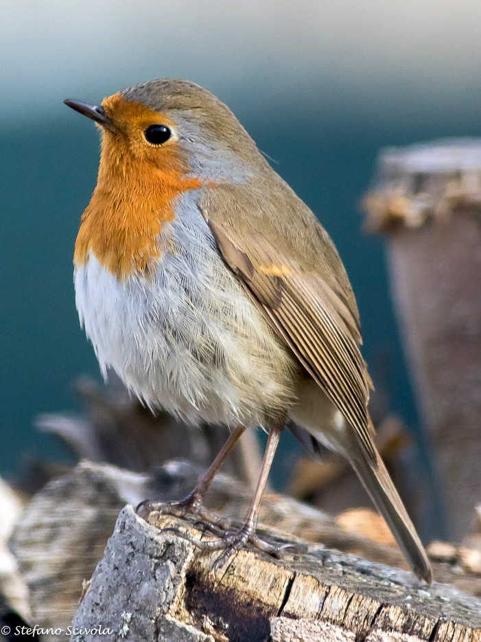 Ritratto del Pettirosso (Erithacus rubecula)