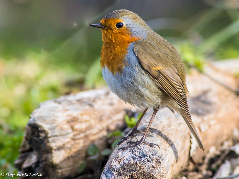 Ritratto del Pettirosso (Erithacus rubecula)