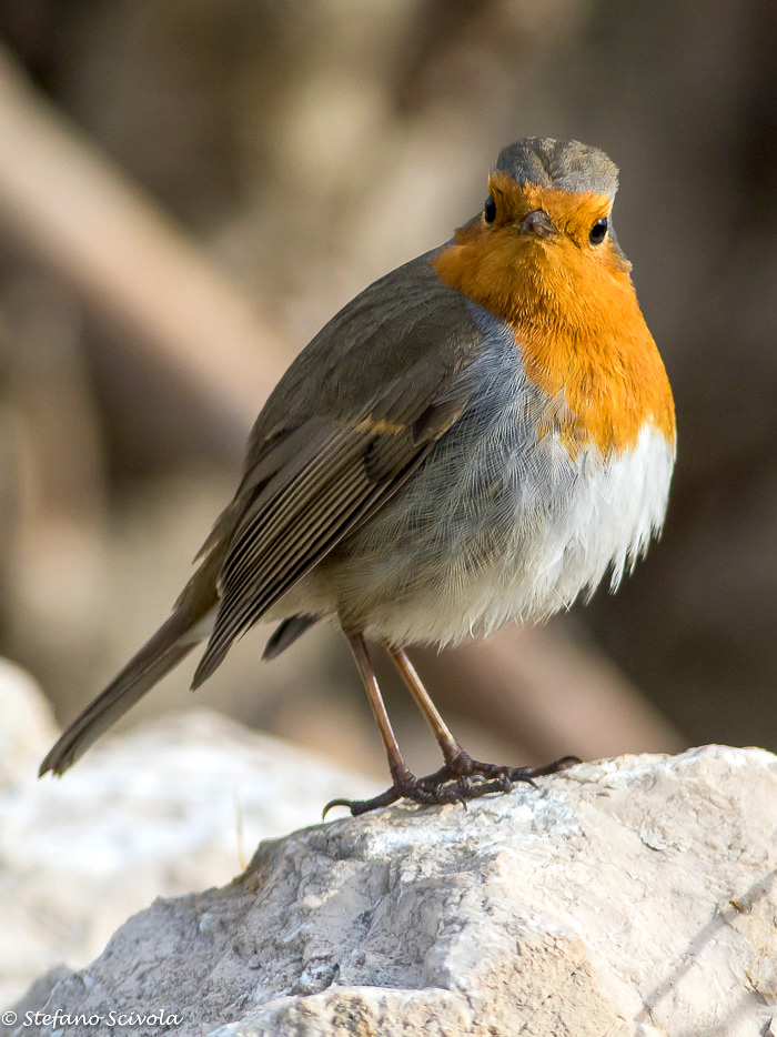 Ritratto del Pettirosso (Erithacus rubecula)