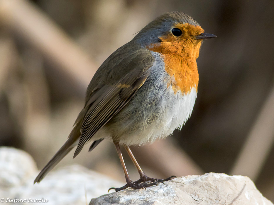 Ritratto del Pettirosso (Erithacus rubecula)