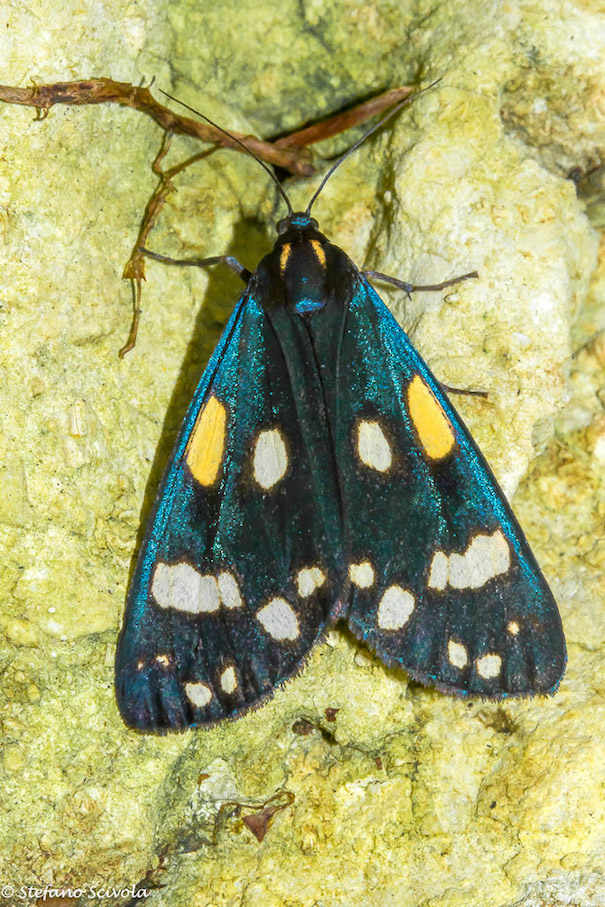Callimorpha dominula - Erebidae Arctiinae