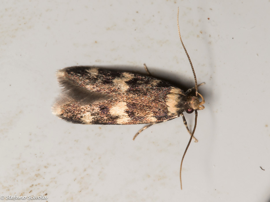 Autostichidae da confermare