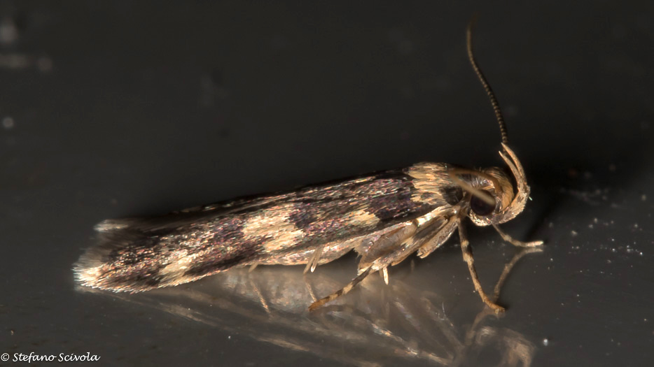 Autostichidae da confermare