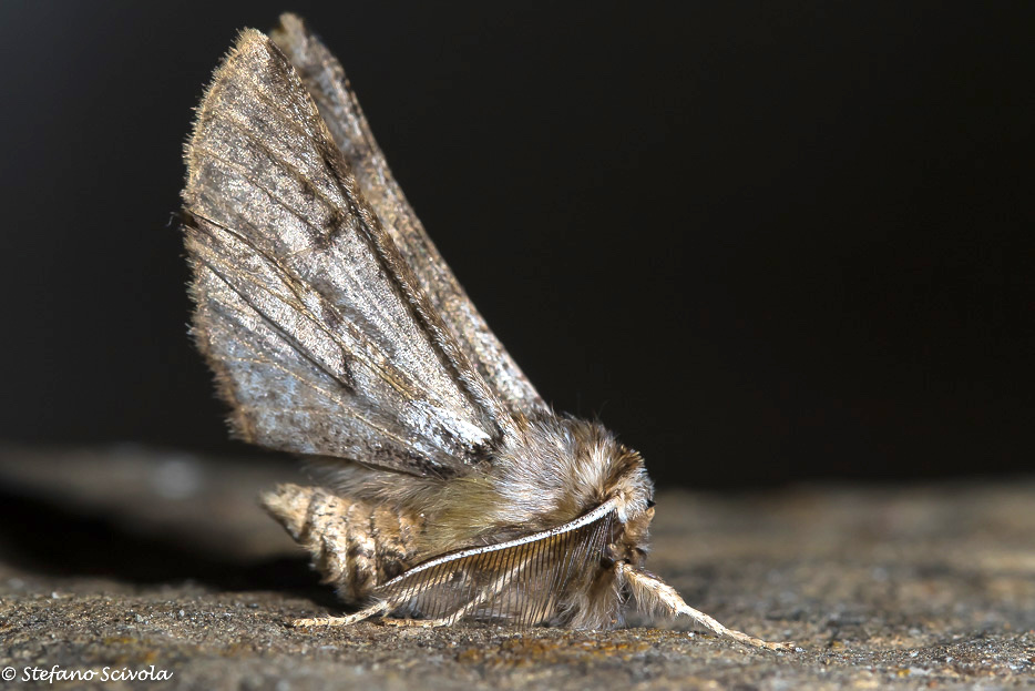 Aiuto id. Geometridae - Apochima flabellaria