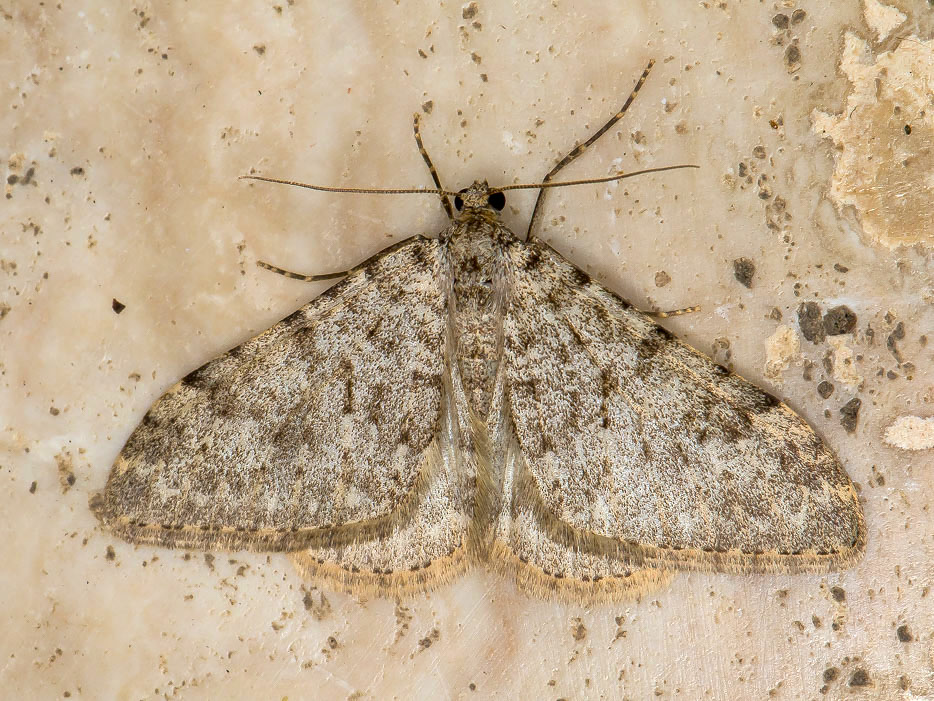 Geometridae: Nebula cfr. senectaria