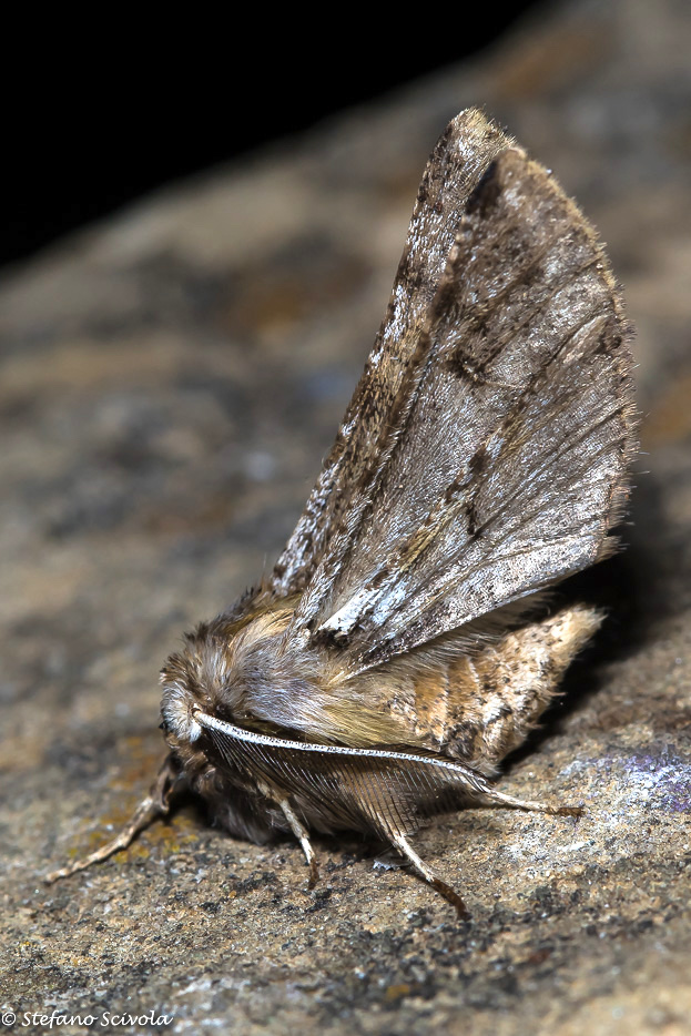 Aiuto id. Geometridae - Apochima flabellaria