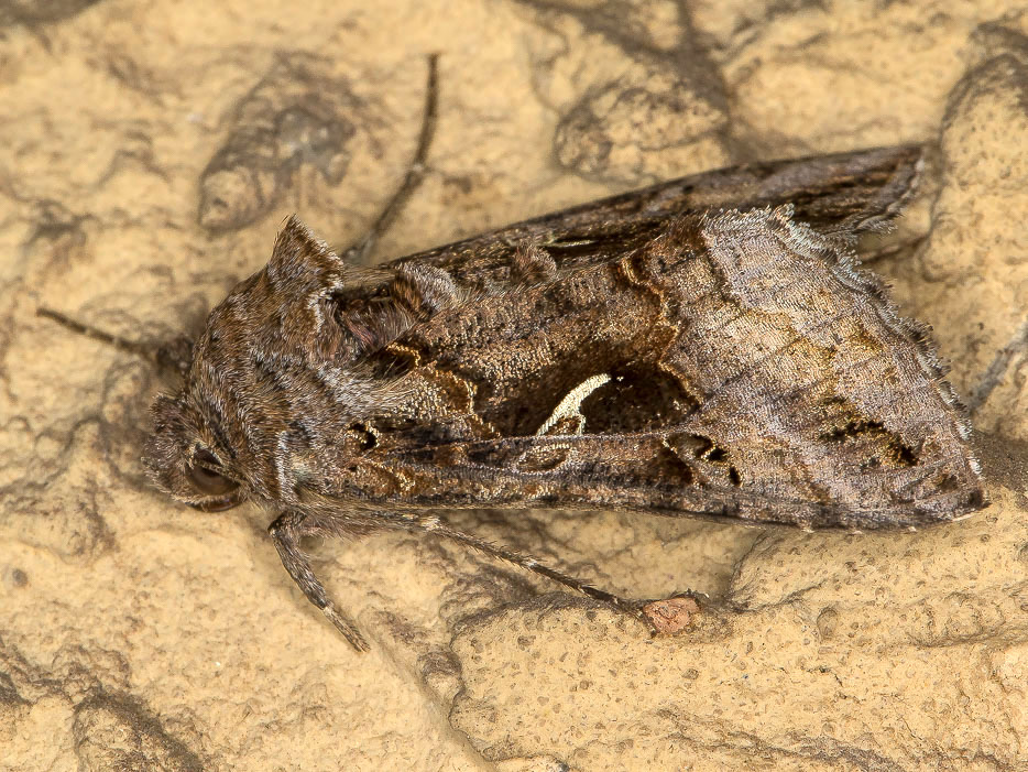 Noctuidae:  Autographa gamma