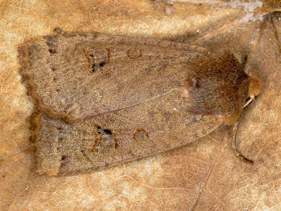 Noctuidae - Conistra (Dasycampa) erythrocephala