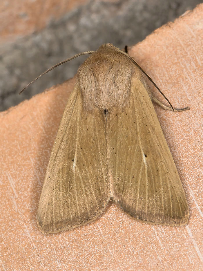 Noctuidae - Mythimna (Sablia) sicula