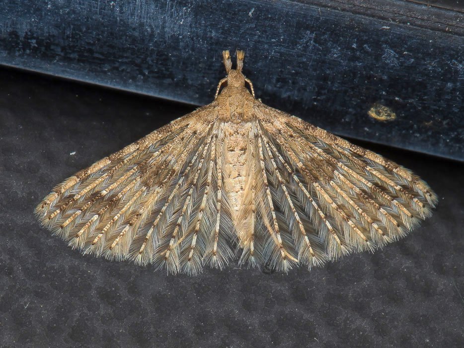 Alucitidae: Alucita desmodactyla (Cfr)