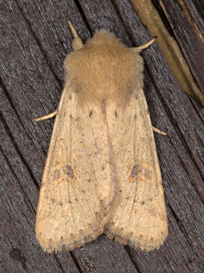 Noctuidae - Orthosia (Monima) cruda