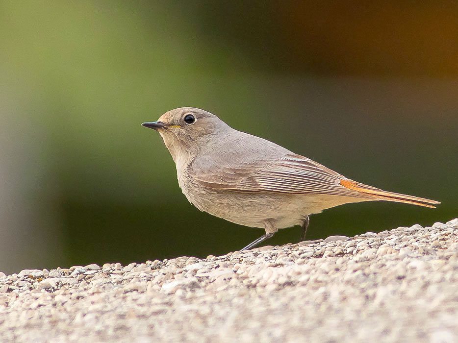 (Saxicolidae? No) Muscicapidae: Codirosso spazzacamino (Phoenicurus ochruros)