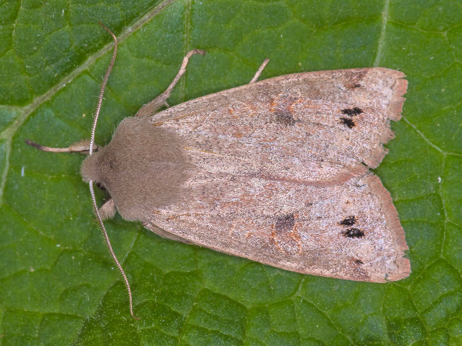 Noctuidae - Anorthoa munda