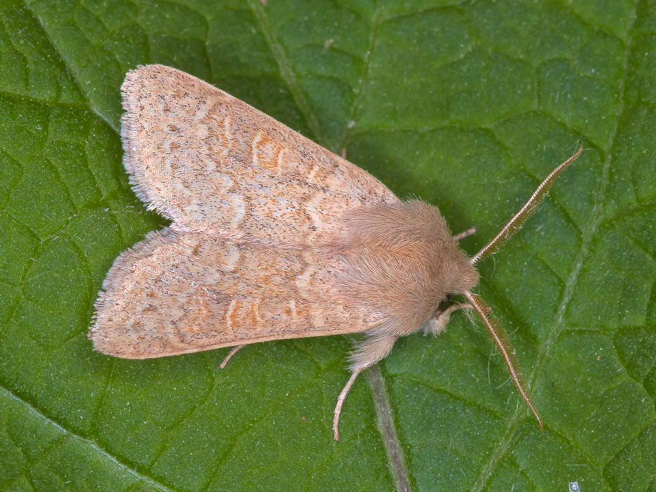 Noctuidae - Orthosia (Monima) miniosa