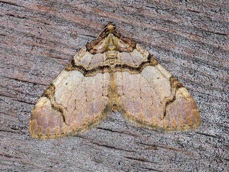 Geometridae - Anticlea derivata