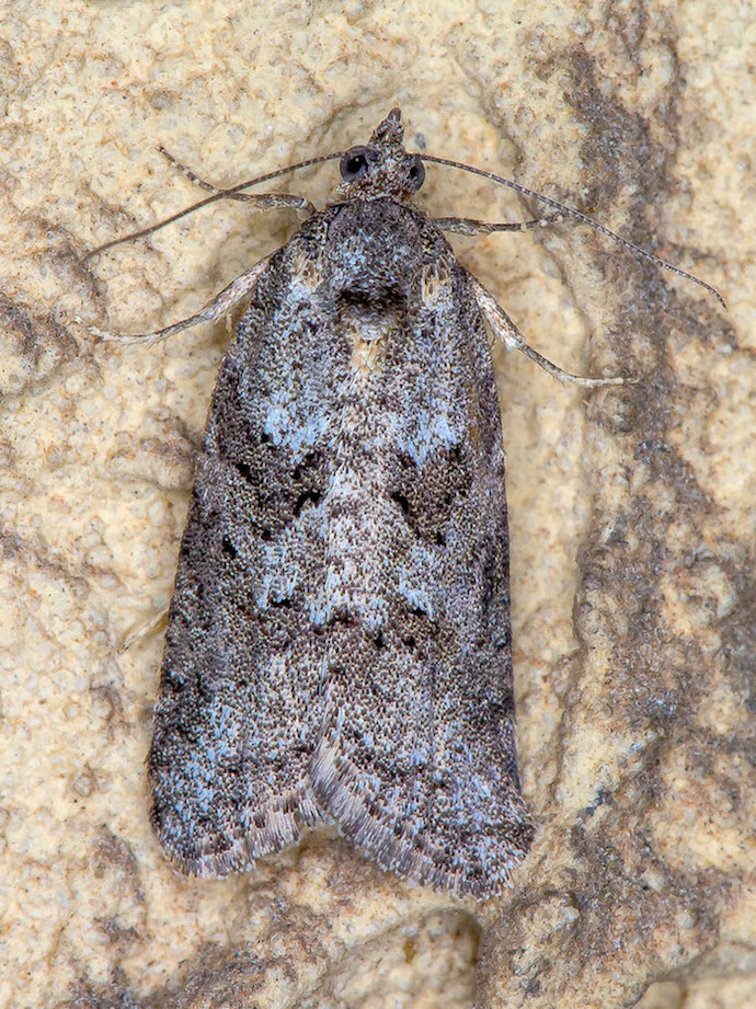 Tortricidae - Cnephasia sp.