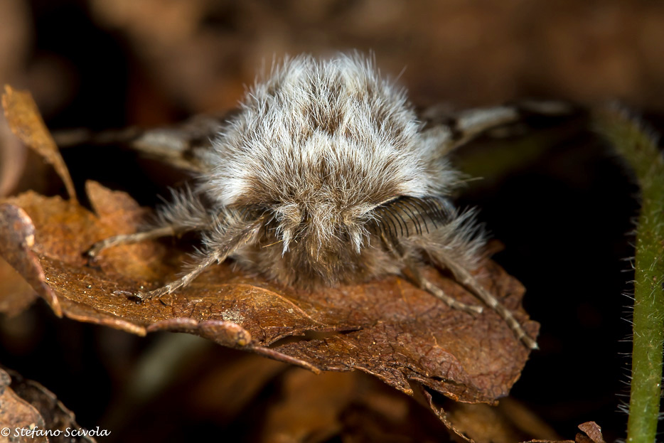 Lycia florentina ♂ - Geometridae