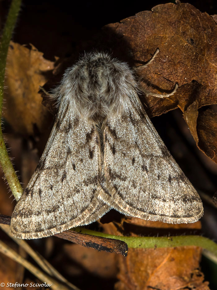 Lycia florentina ♂ - Geometridae