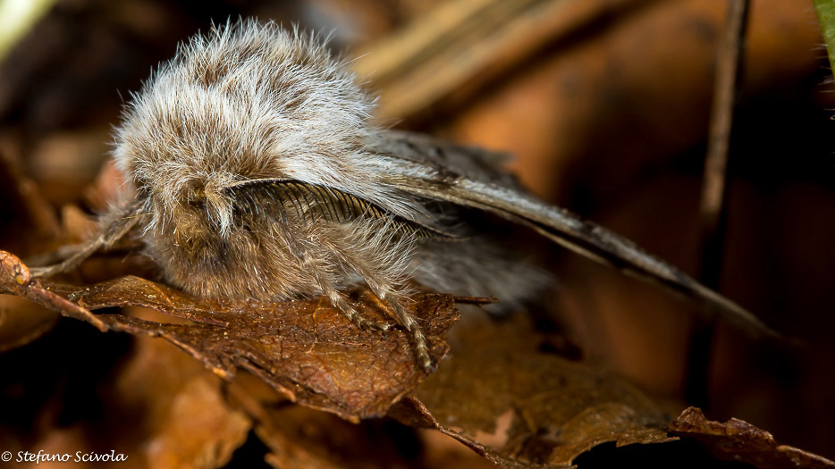 Lycia florentina ♂ - Geometridae