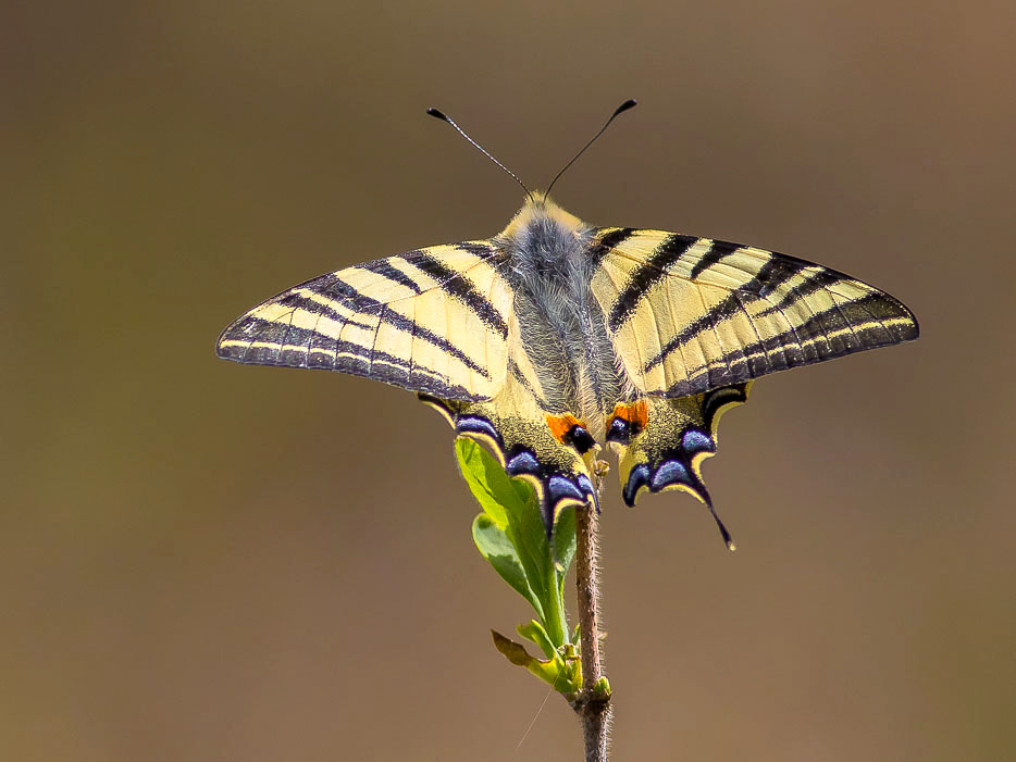 Iphiclides podalirius (Papilionidae)