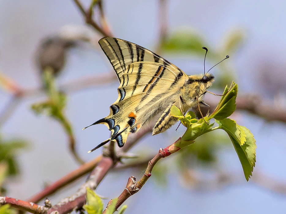 Iphiclides podalirius (Papilionidae)