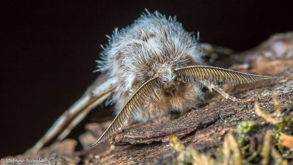 Particolari di Lycia florentina ♂ - Geometridae