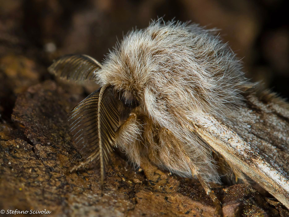 Particolari di Lycia florentina ♂ - Geometridae