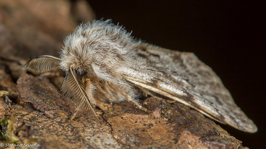Particolari di Lycia florentina ♂ - Geometridae