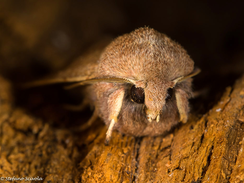 Orthosia cerasi - Noctuidae