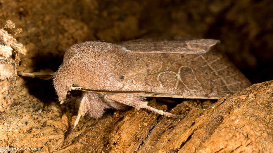 Orthosia cerasi - Noctuidae