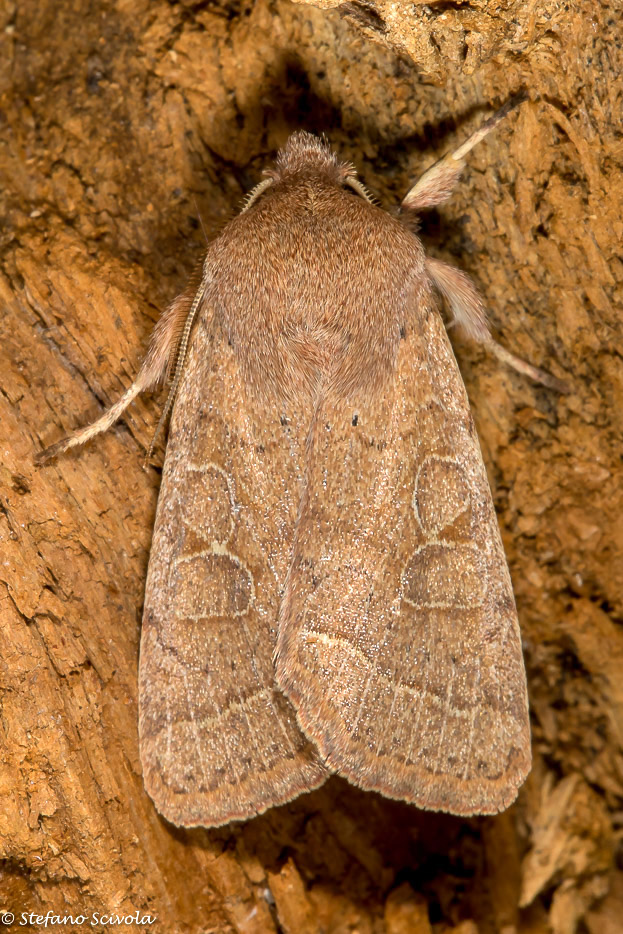 Orthosia cerasi - Noctuidae