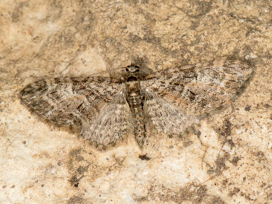 Eupithecia da id: E. abbreviata