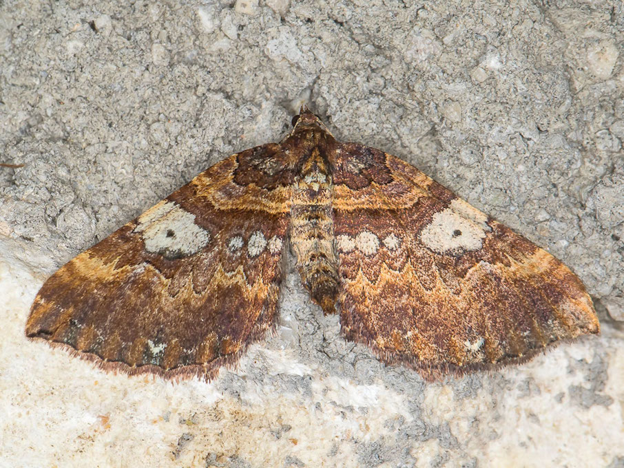 Earophila badiata - Geometridae