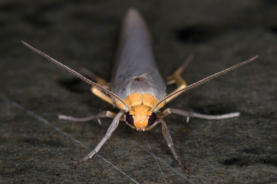 Erebidae Arctiinae da confermare: Eilema caniola