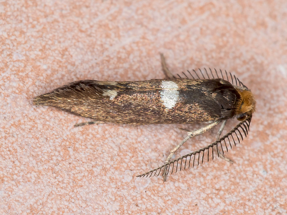 Incurvaria masculella - Incurvariidae