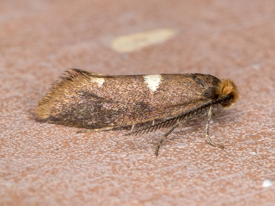 Incurvaria masculella - Incurvariidae