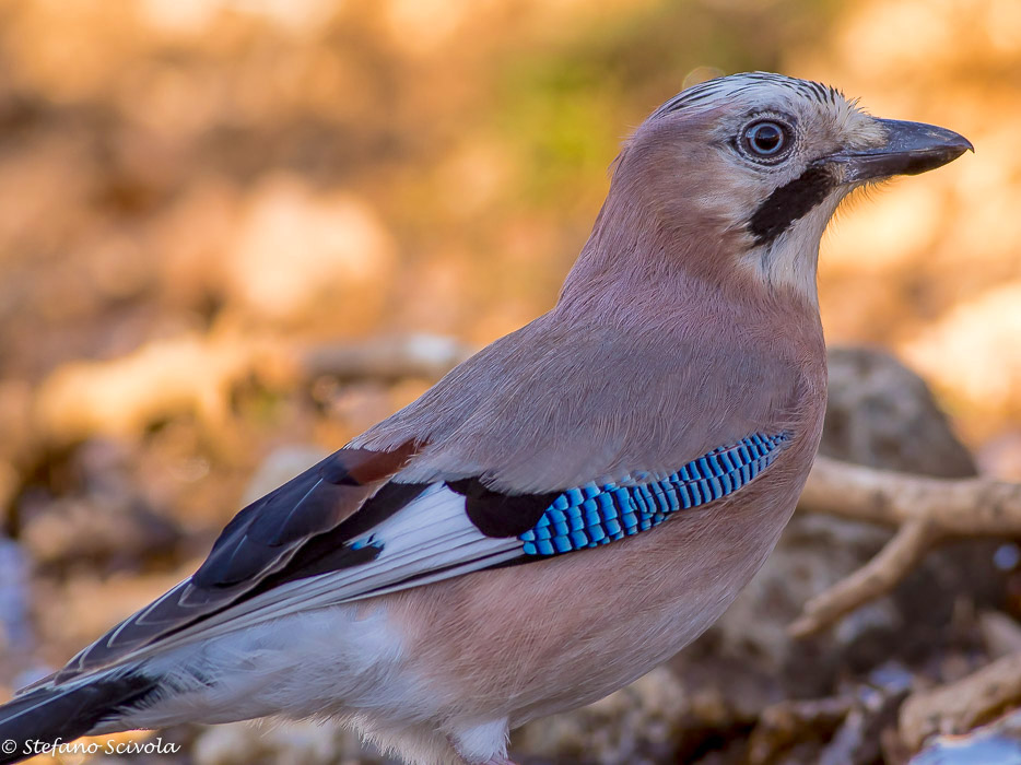 Ghiandaia (Garrulus glandarius)