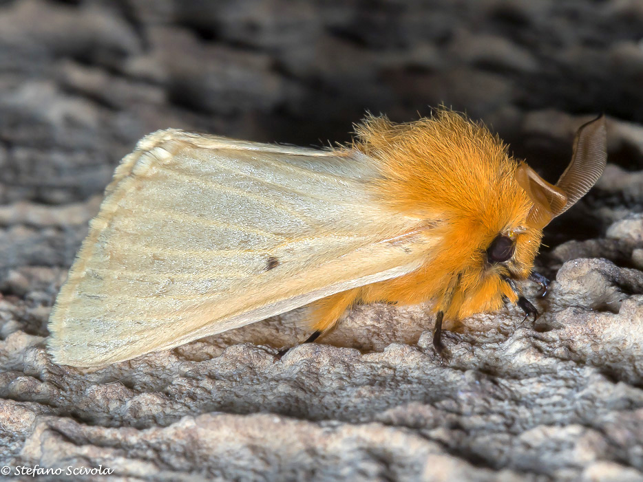 Lemonia taraxaci (Brahmaeidae)