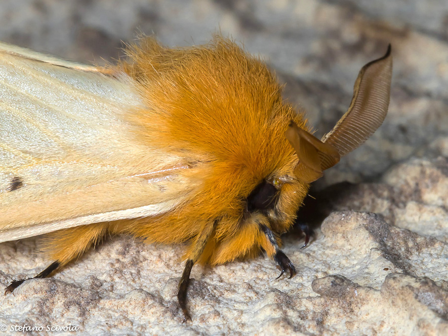 Lemonia taraxaci (Brahmaeidae)