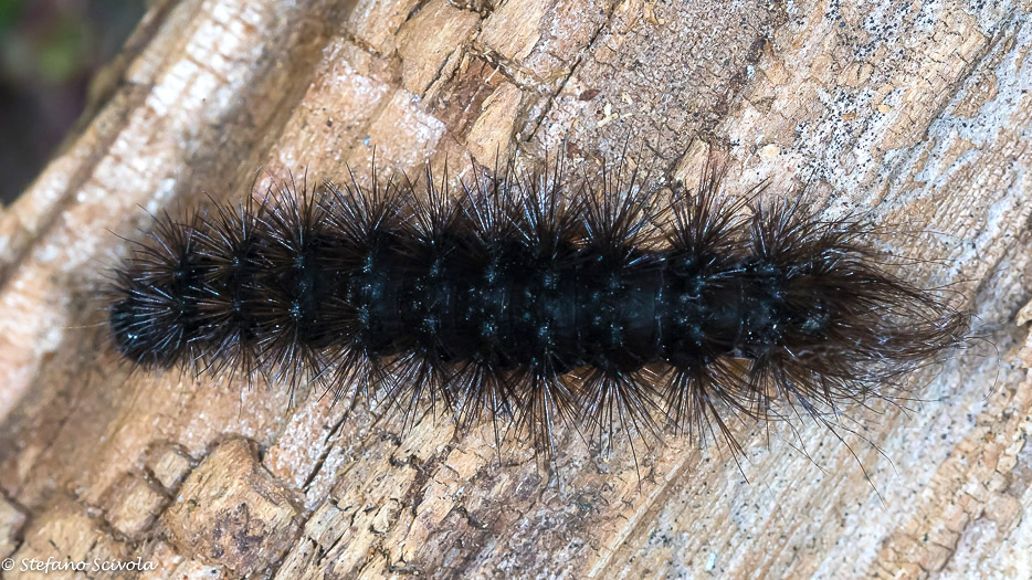 Aiuto id. larva