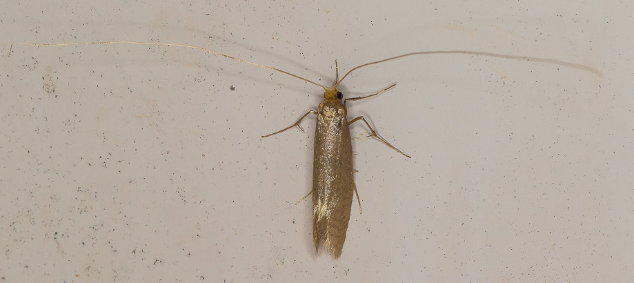Nematopogon sp.