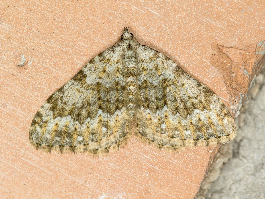 Coenotephria ablutaria- Geometridae