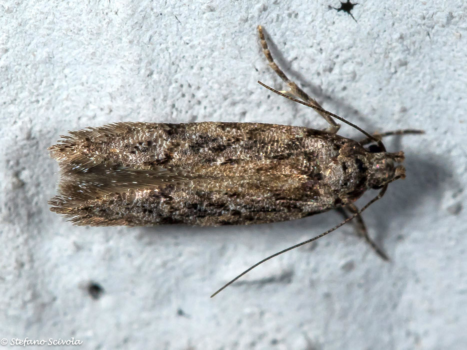 Micro a id - Carpatolechia decorella (cfr.), Gelechiidae