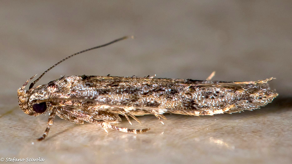 Micro a id - Carpatolechia decorella (cfr.), Gelechiidae