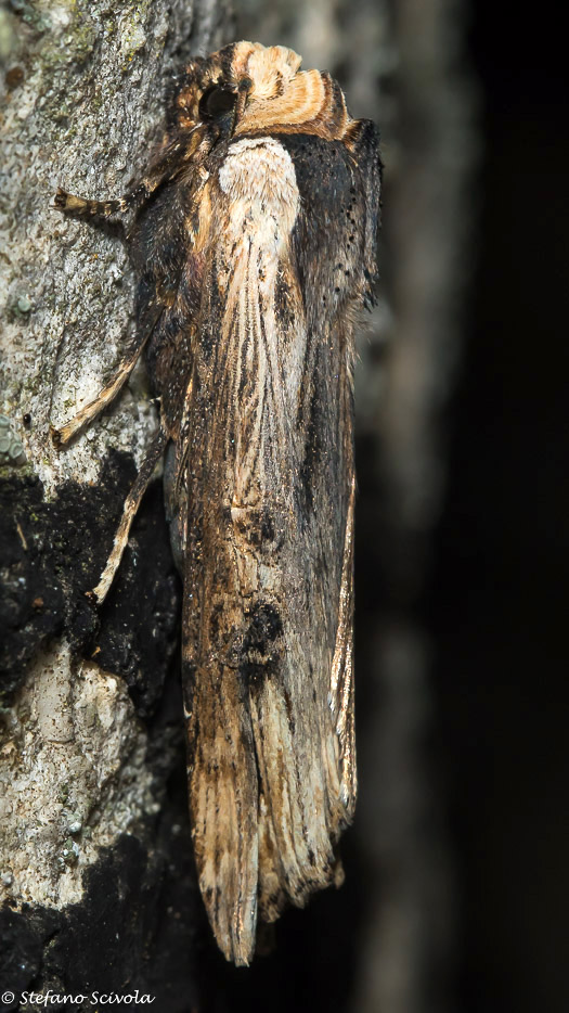 Xylena exsoleta - Noctuidae