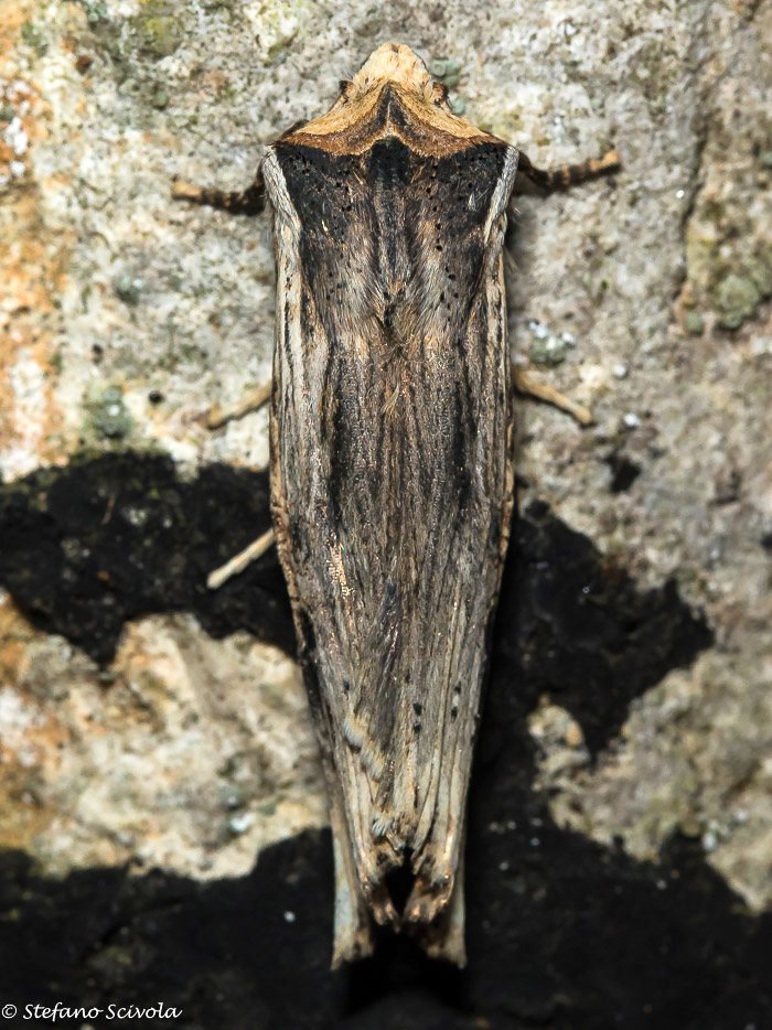 Xylena exsoleta - Noctuidae