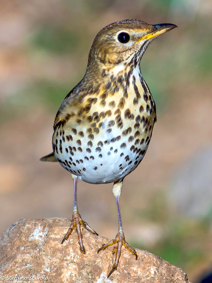 Tordo bottaccio (Turdus philomelos)