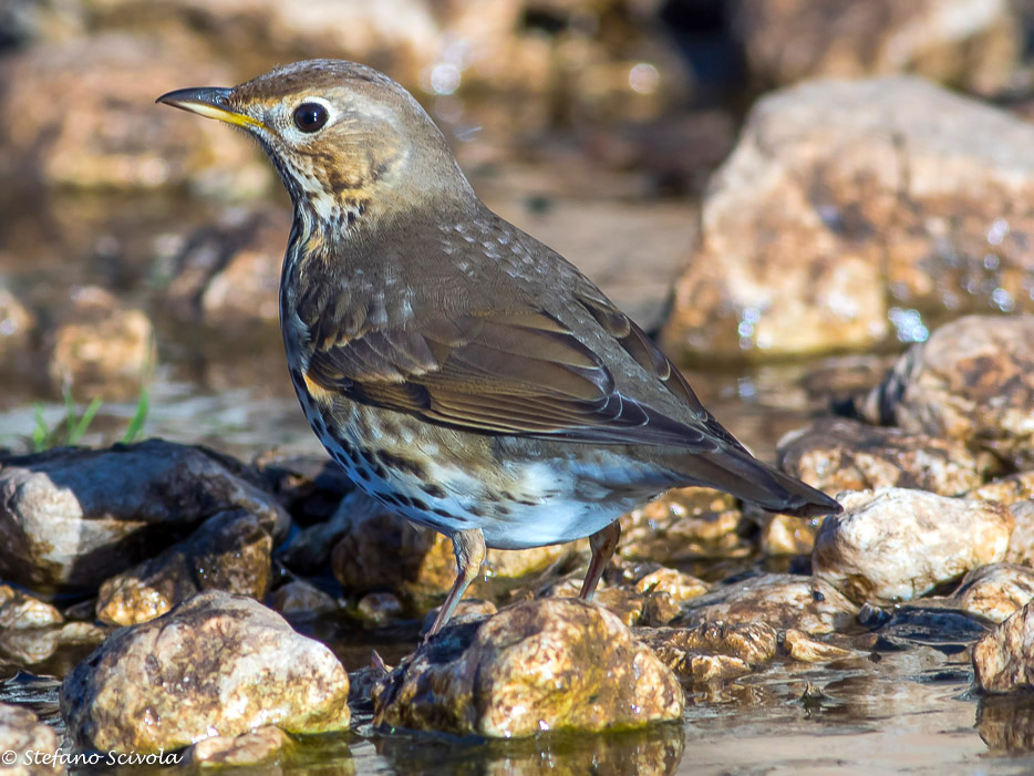 Tordo bottaccio (Turdus philomelos)
